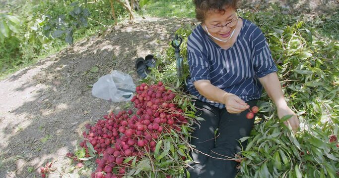 Happiness old senior woman farmer worker Picking Pile of delicious tropical fruit ripe of Fresh Lychee fruits at garden in Thailand