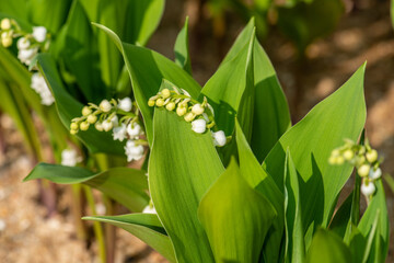 cueillette du muguet nantes france