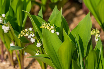 cueillette du muguet nantes france
