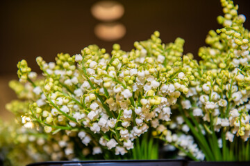 cueillette du muguet nantes france