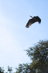 Grey heron flying in the blue sky. Wildlife.