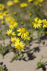 Yellow flowers in dune area. Flowers growing on sand. 