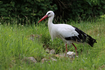 Fototapeta premium Weißstorch 2 