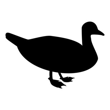 Silhouette duck male mallard bird waterbird waterfowl poultry fowl canard black color vector illustration flat style image