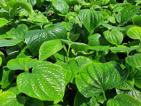 Piper sarmentosum Roxb or Piper lolot green heart-shaped leaves. Bring it to cook. Is a plant with medicinal properties The flowers dry up the phlegm. Help to expel air in the intestines.