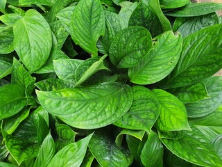 Monstera Pinnatipartita or Siam Monstera is an evergreen herb or vine. It has aerial roots that act...