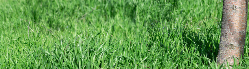 Fototapeta na wymiar Panorama of green grass under a tree, lawn in an apple orchard.