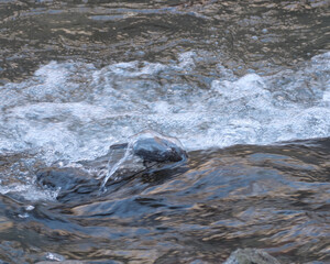 水に潜るカワガラス（Brown dipper submerged in water）