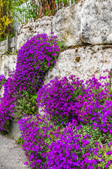 Natural stone wall with abundant blooming aubretia plants, vertical