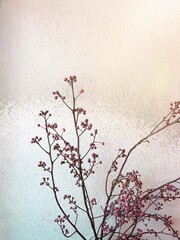 Pink and purple tiny dried budding flower decorate in room, wall background, copy space, effect color light