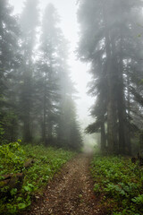 An early morning mist in a summer conifer forest with a narrow footpath going through a fresh lush greenery