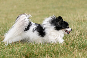 Papillon dog running on grass