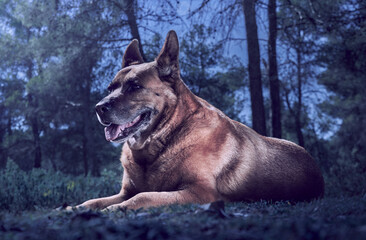 El mejor amigo del hombre