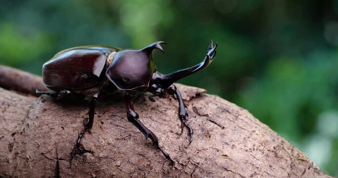 Japanese Rhinoceros Beetle. Video of a beetle on a branch.