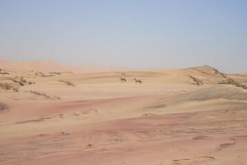 Fototapeta na wymiar jackals walk through the Namib desert to Sandwich Harbor