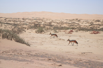 jackals walk through the Namib desert to Sandwich Harbor