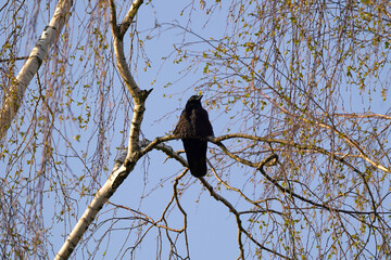 crow on tree