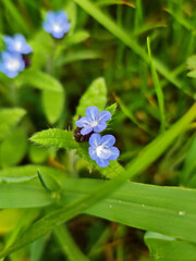 Forget me not.Blue flowers