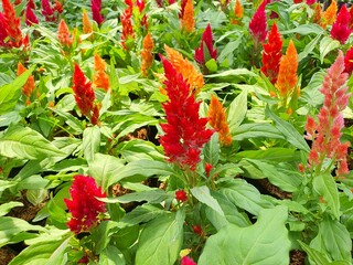 Celosia flowers come in many colors, resembling the cockscomb. Used to be planted in the garden and home.