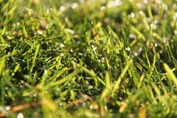 Green grass , beautiful  young grass with dew in the morning. macro. Fresh Summer and nature background. 