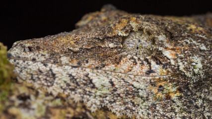 Uroplatus sp.