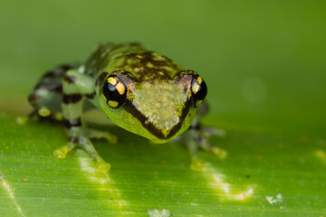 Leaf Frog sp.