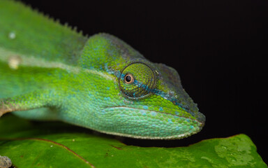 Chameleon close up