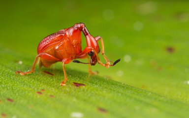 Paracycnotrachelus sp.