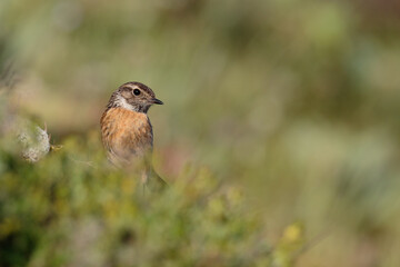 Saxicola torquata