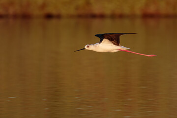 Himantopus himantopus