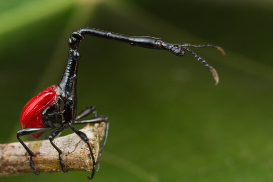 Trachelophorus Giraffa