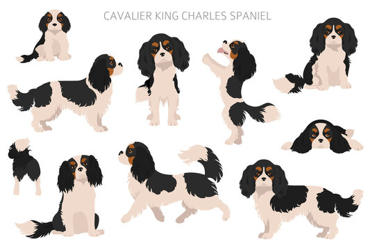 Cavalier King Charles spaniel clipart. Different poses, coat colors set