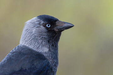 Coloeus monedula