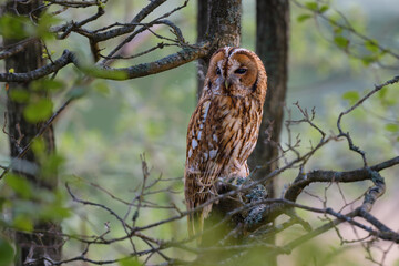 Strix aluco
