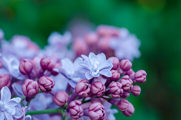 Obraz premium Lilac flowers macro