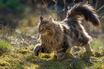 Siberian cat