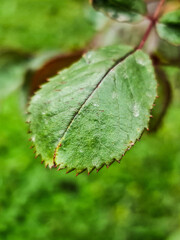 Green leaf .Green rose leaf