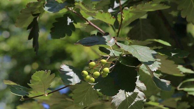 Green fruits Swedish rowan Sorbus intermedia Brouwers. Close-up