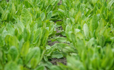 Green fresh spinach leaves in sunny gardens. Growing organic food	