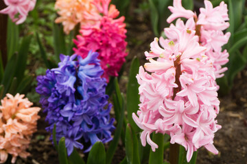 Hyacinth flowers in garden background. Spring blooming nature.