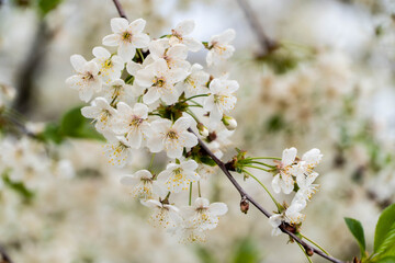 white cherry flowers, blooming flowers