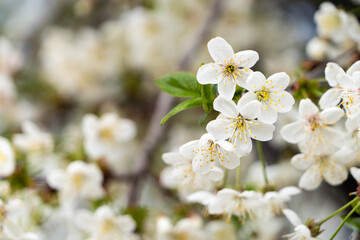 white cherry flowers, blooming flowers