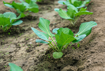 Sunny garden and spring vegetable sprouts