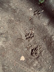 the dog footprint on the ground