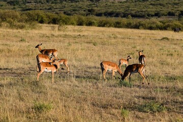 group of impalas in the savannah