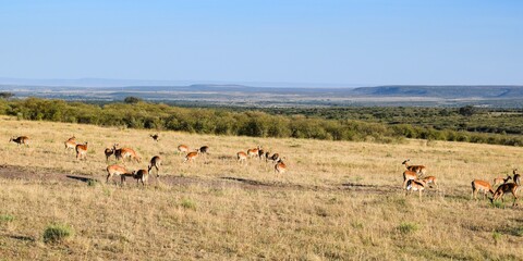 Naklejka na ściany i meble group of impalas in the savannah