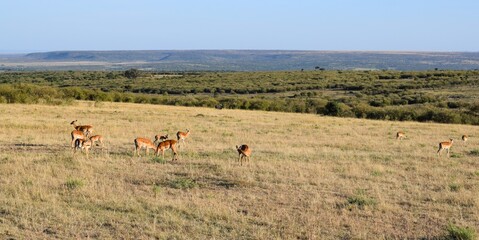 group of impalas in the savannah
