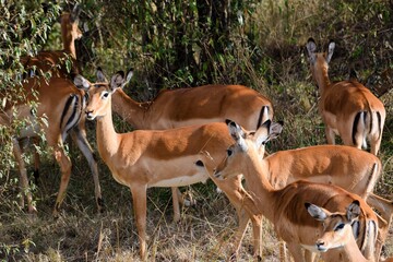 group of tomson's gazelle in the savannah