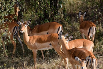 group of tomson's gazelle in the savannah