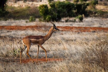 portrait of waller's gazelle in the savannah